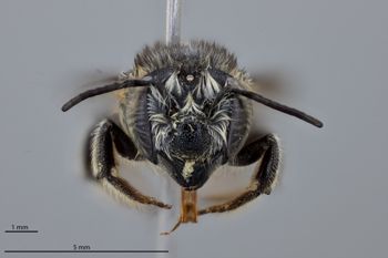 Media type: image;   Entomology 611190 Aspect: head frontal view